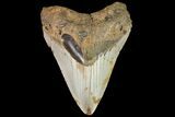 Bargain, Megalodon Tooth - North Carolina #83899-2